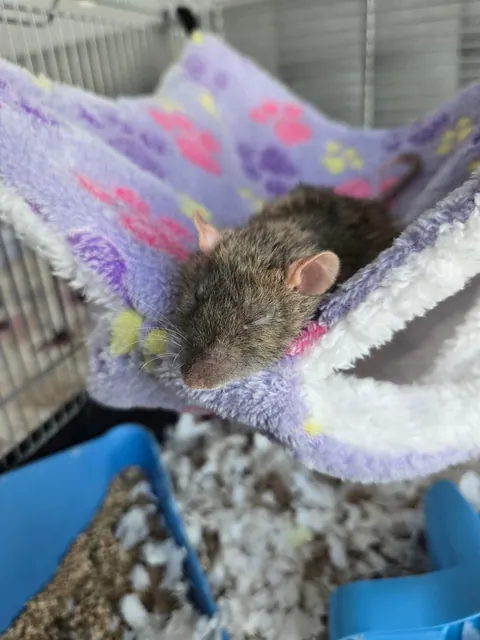 Jimily &amp; friends rat photos dump!