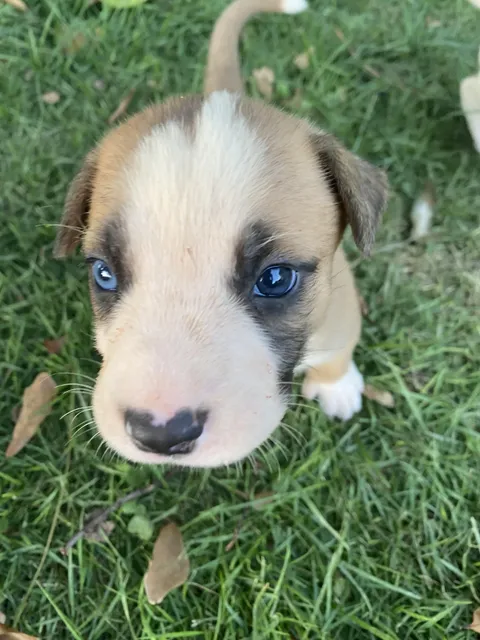her momma named her Delilah, she has heterochromia