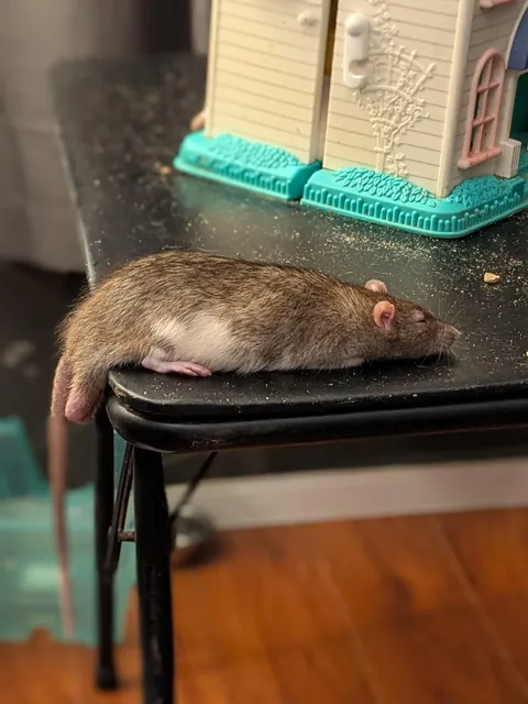 santi is most comfortable when his balls hang off the edge