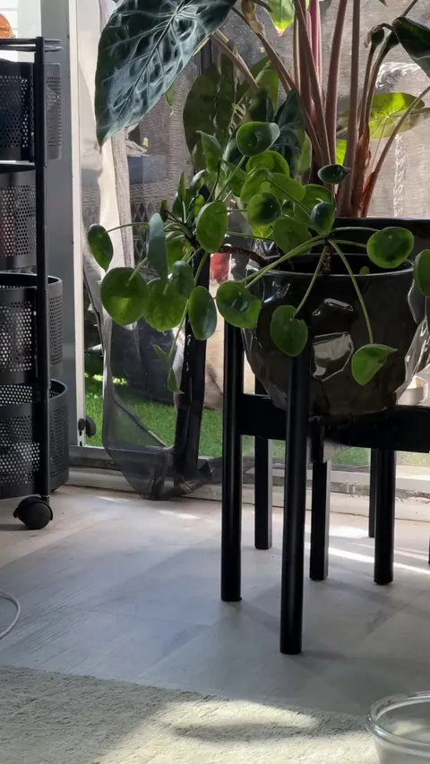 foster chihuahua trying to get through a magnetic screen door and being so proud of himself when he finally gets it