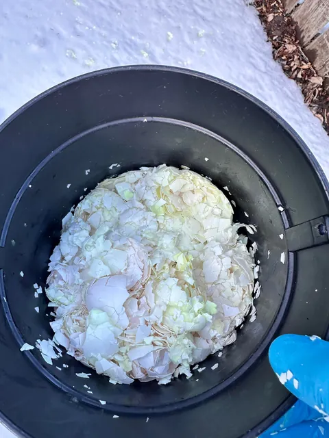 Anyone else save crushed eggshells all winter and till them into the garden? Does it really add calcium or am I just imagining the great results?