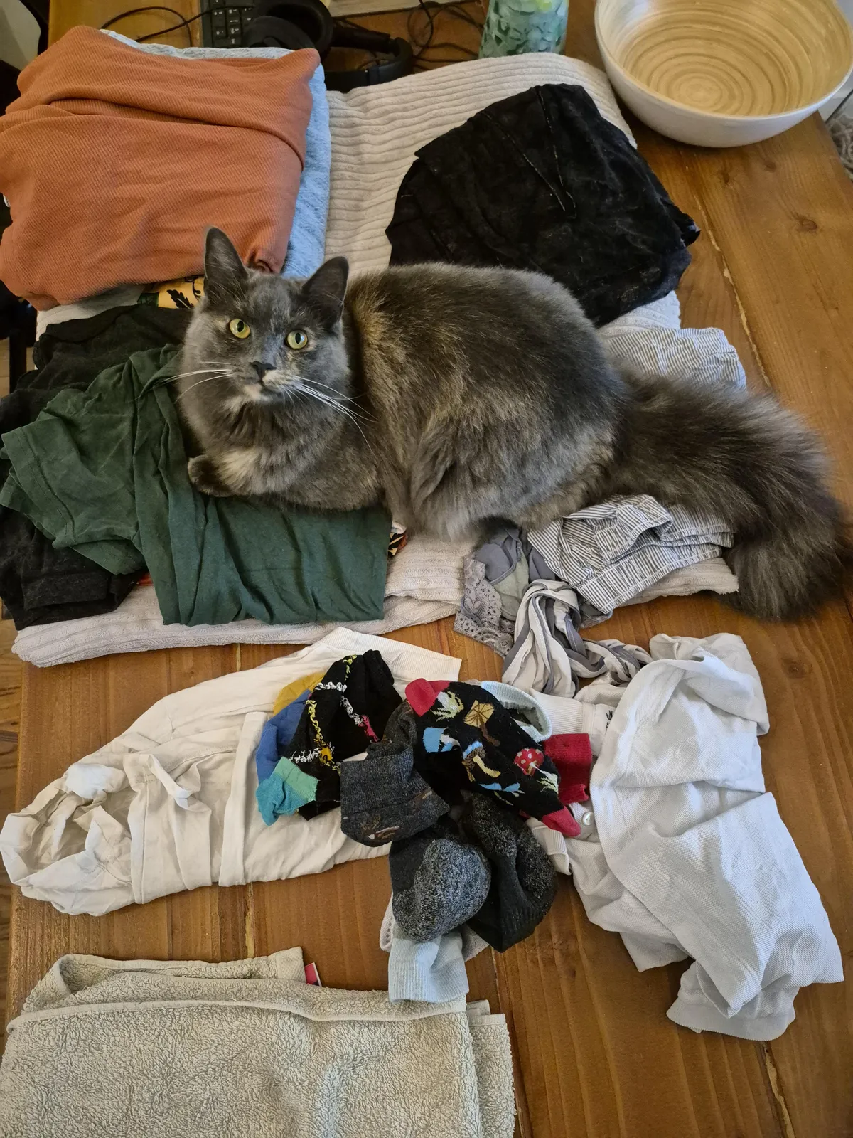 She saw we were packing all the travel essentials so she kindly included herself 😸