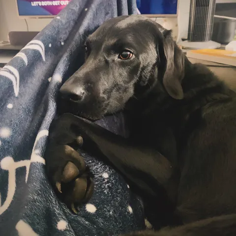 Give me snuggles mama