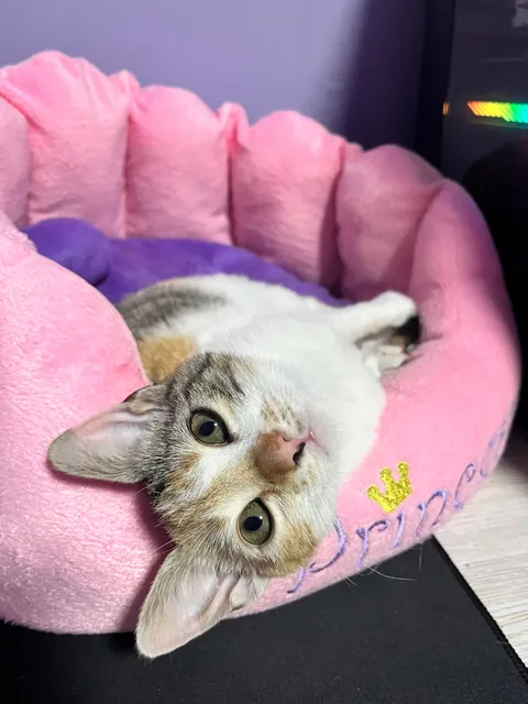 I lost my soul cat at just one year old, and I don’t know how to live with this pain