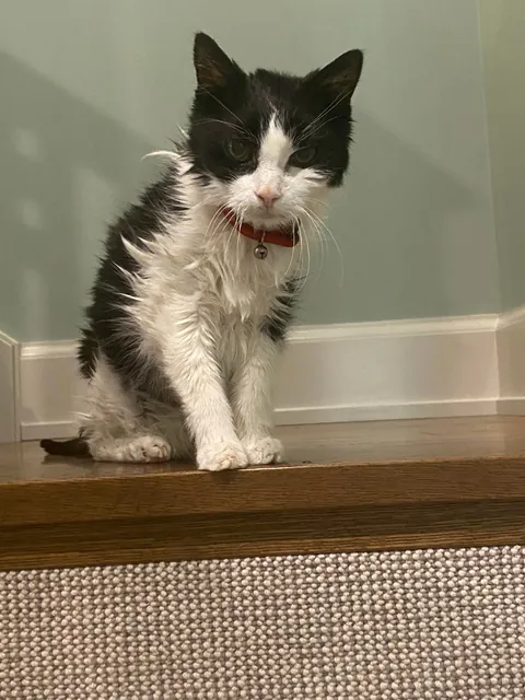 I’m saying goodbye to Pebbles tomorrow. She is still so loved.