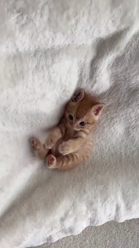 How can not fall in love