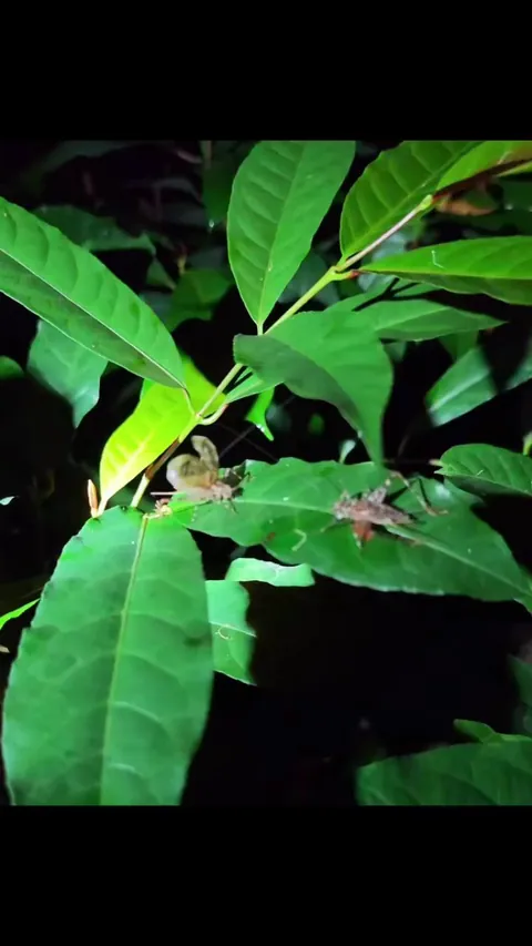 female insect made the first move during mating