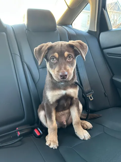 a year ago today, the dog distribution system blessed me with the goofiest and cutest boy ever