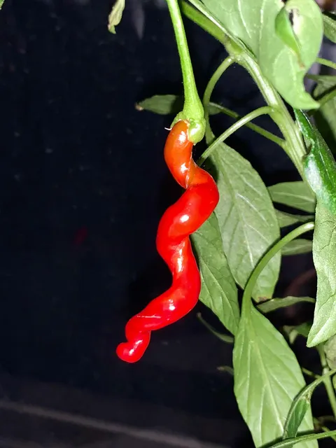 I grew a helical chili pepper