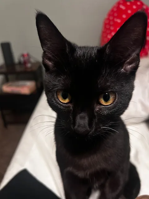 New baby, was surrended to a shelter for being "too playful"