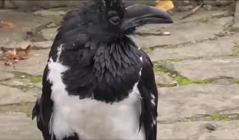 British crow asking passersby if they're alright.