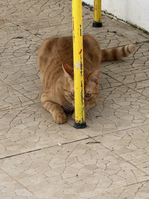 Bet you can’t see me