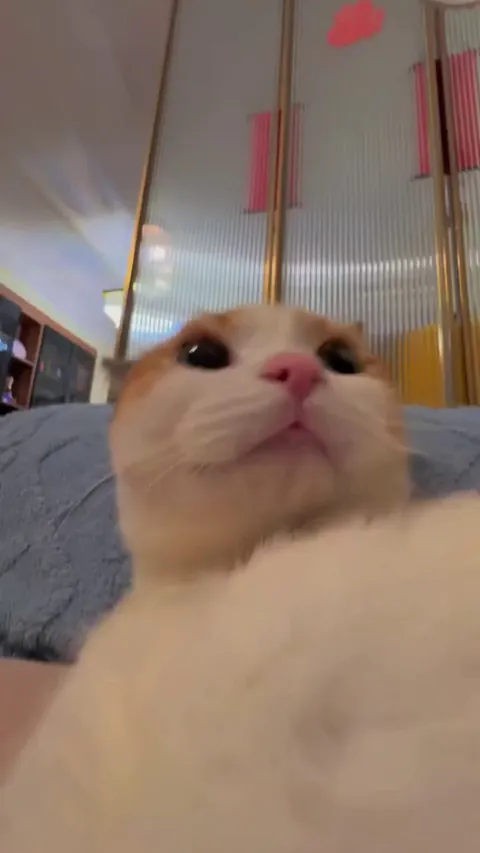 "Professional Esthetician" working overtime to ensure every single hair is in place.