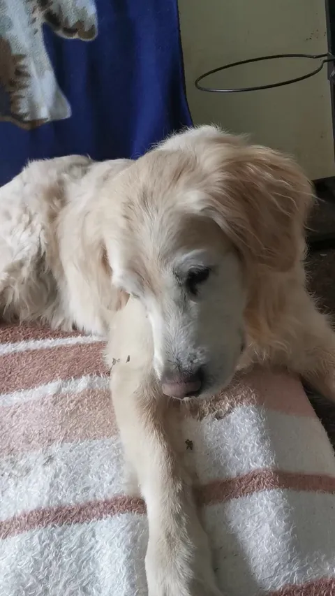 Old boy Jordan is back, testing my dog-friendly gingerbread. 