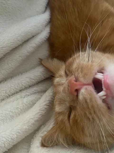 I think everyone should see my cat atleast once in their lifetime