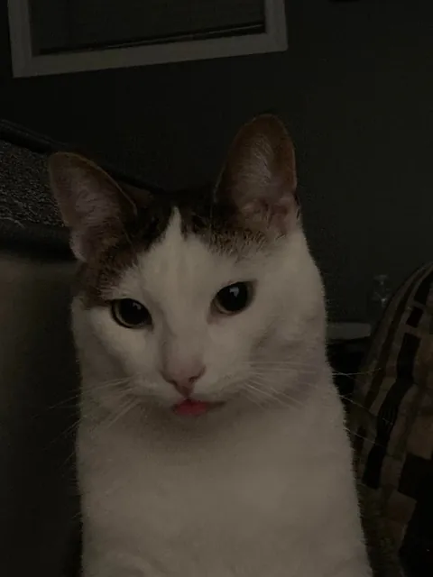 My silly little guy likes to stick his tongue out at times so I took a bunch of pictures! Choose the best ones!