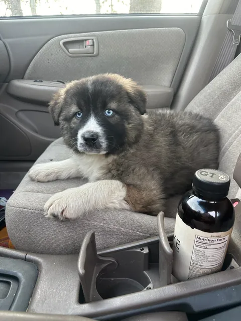 Sadie sorceress my 11 month old Karakachan pup from gotcha day till today