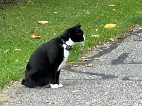 She brought in a live mouse and LOST IT!