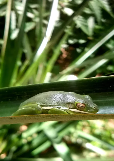 Tree frog sleeping in a pineapple plant in the middle of the day