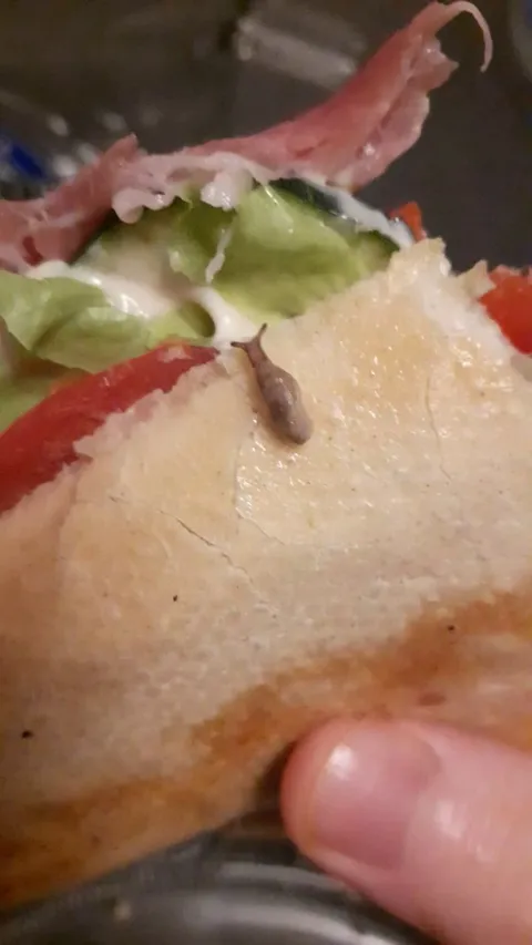 Made myself a sandwich and when I got to the end of it this guy crawls out