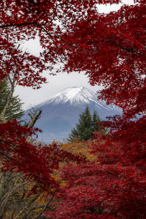 Mt Fuji during fall [4682x7008] [OC]