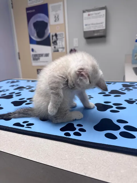 i found a cat on the side of the road..