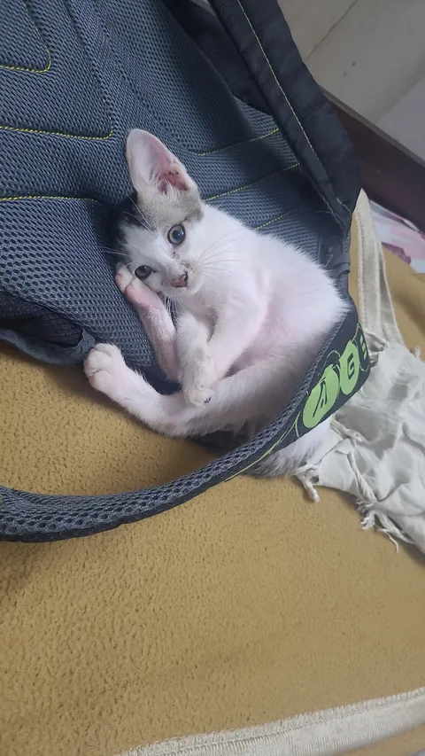 Bro just came and sat on my bag what to do ?