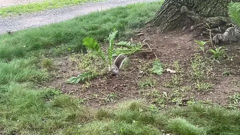 We found what was damaging our new ferns.
