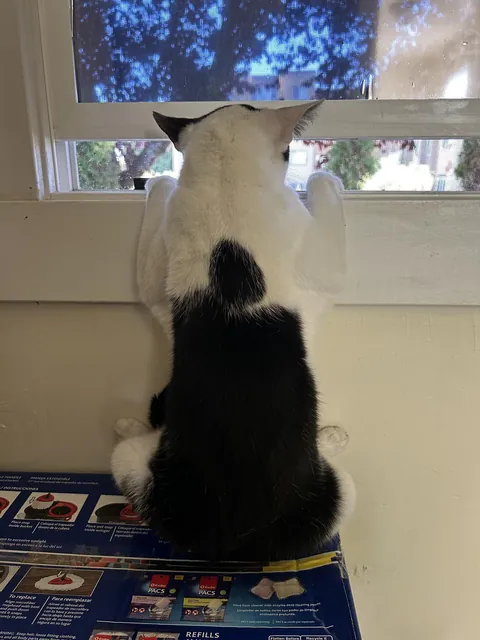Window time