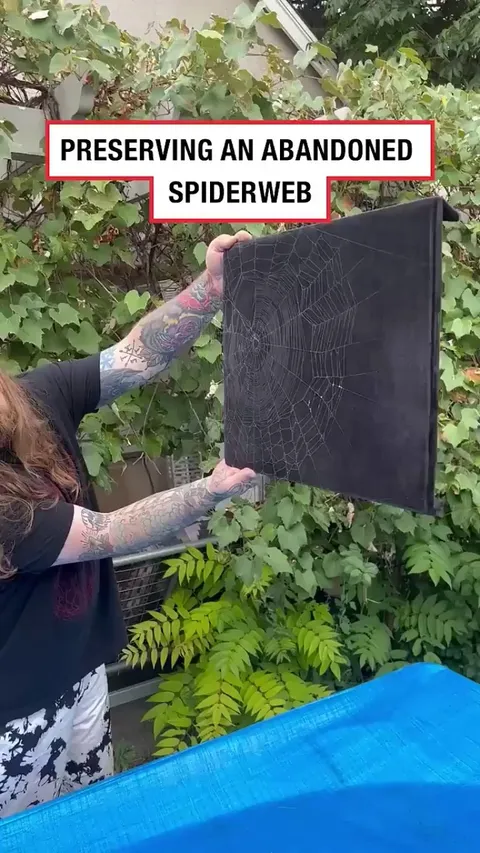Preserving an abandoned spiderweb