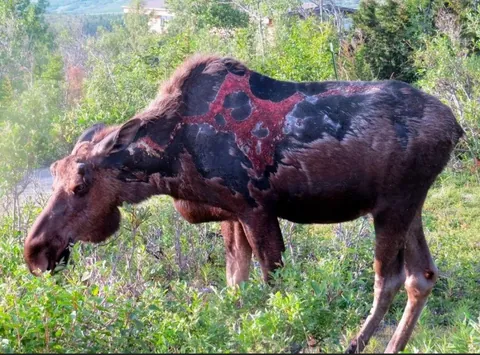 A moose struck by lightning 