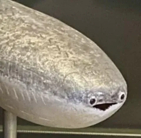 Give me an animal and I’ll give my opinion in 1 word