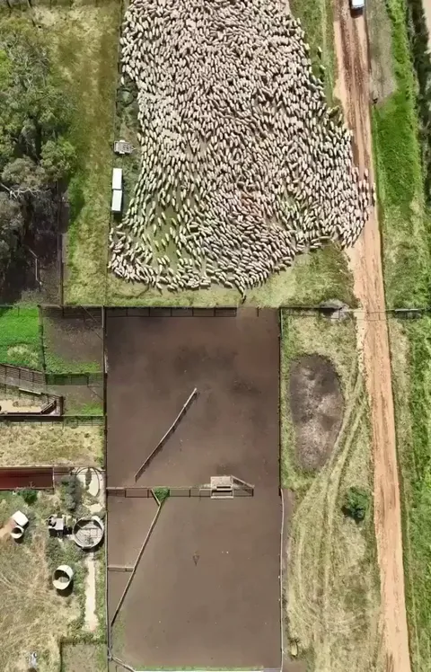 Two dogs herding hundreds of sheep into the pen without missing a single one