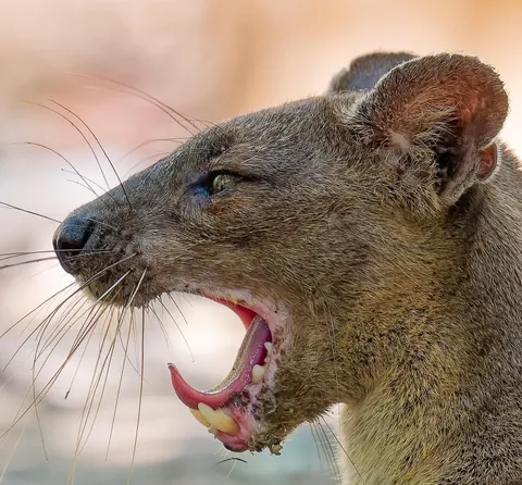 Madagascar : a dying Eden.  It needs you.