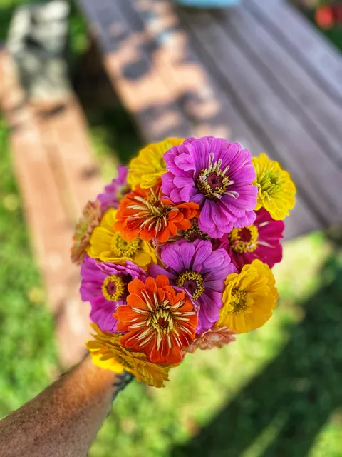 The last bouquet of the season - my zinnias were good to me this year 