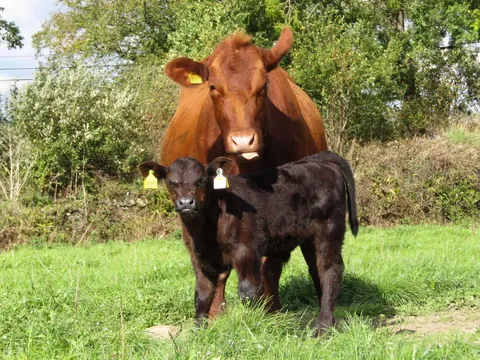 [OC] My pet cow Chunk had her baby, Chip, 4 weeks ago. She is such a good mother!