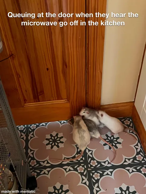 Crimes my rats committed this week