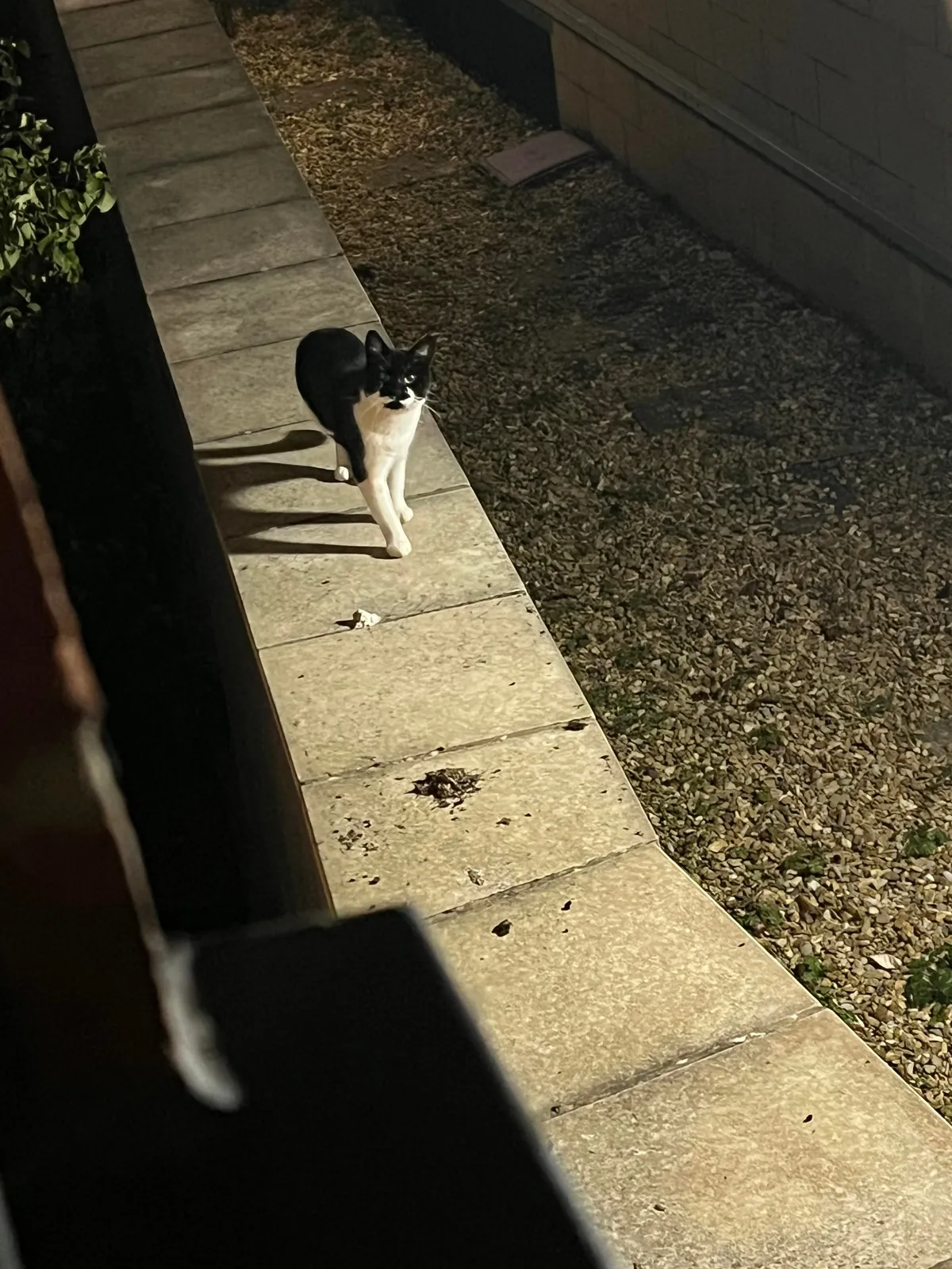 I got my first sign from my cat since she passed🥺🥺