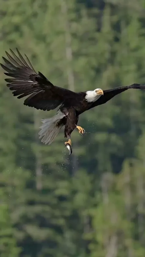 🔥Young Eagle Attempts to Steal