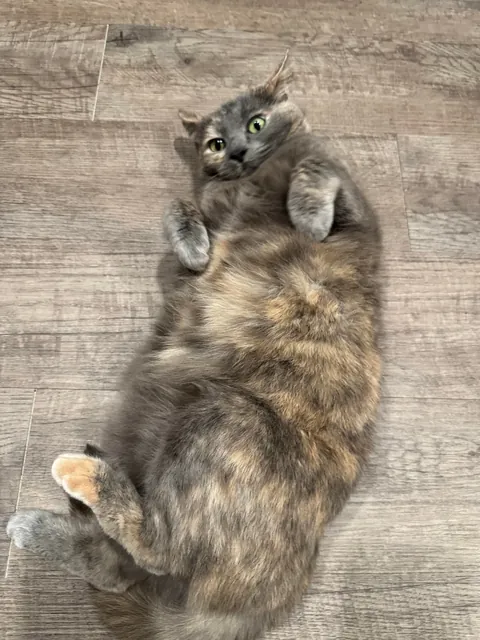 Ex-boyfriend wanted me to give up my cats