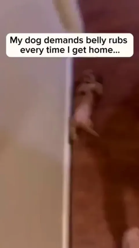 Hooman, belly rubs right now!