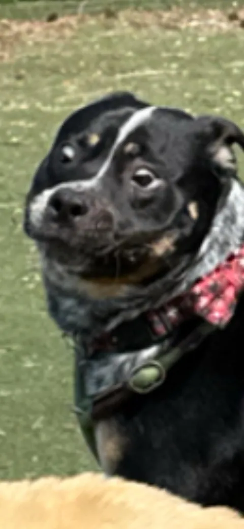 My foster went to daycare yesterday