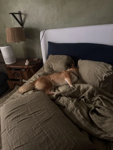 After a long walk I find him like this
