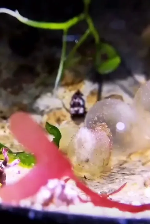 🔥 The mesmerizing moment when life breaks through the thin shell of an egg and the little creature encounters the vast world for the first time.
