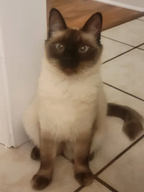 We adopted a rescue siamese that was supposed to be a short-hair... turns out she was just really malnourished (slideshow)