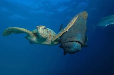 PsBattle: Turtle slapping a fish