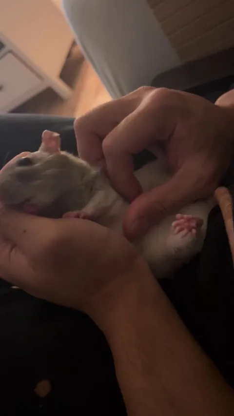 vicious rat attacking its owner /s