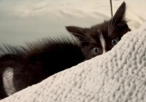 I’m a new biker and found a kitten in the road