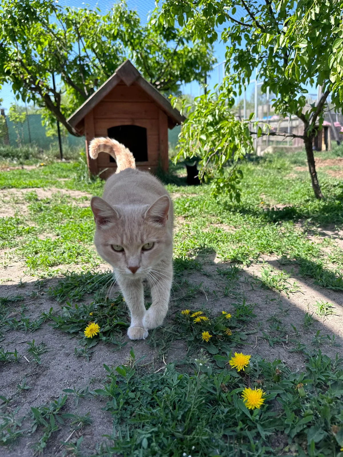 My Sundays are for volunteering at a cat hospice. I think I look forward to it even more than them