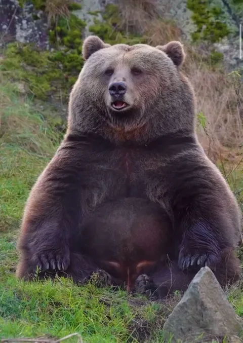 🔥 When Naptime Calls: The Epic Struggle of an Epic Bear Finding His Comfy Spot